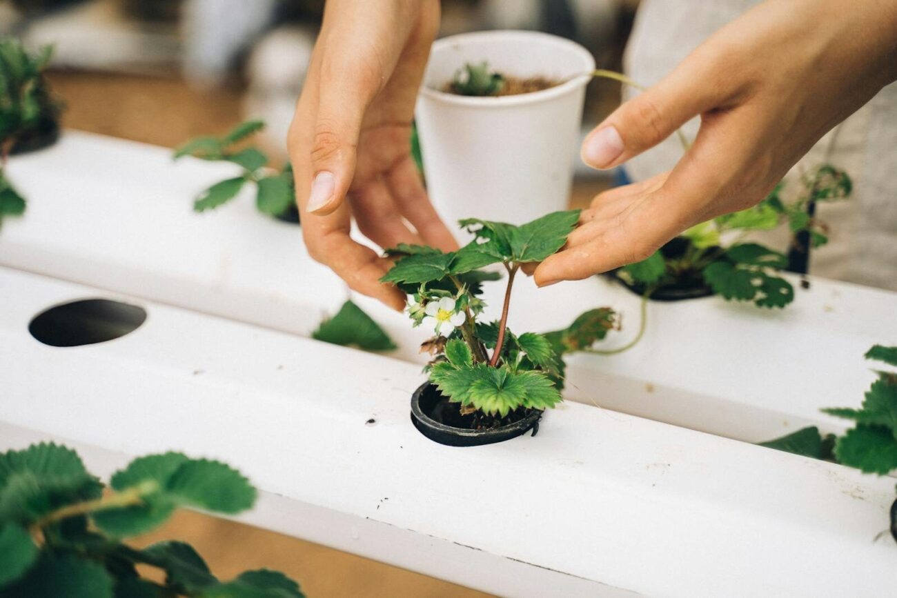 Hands tending a strawberry plant in a hydroponic system showing nutrient management
