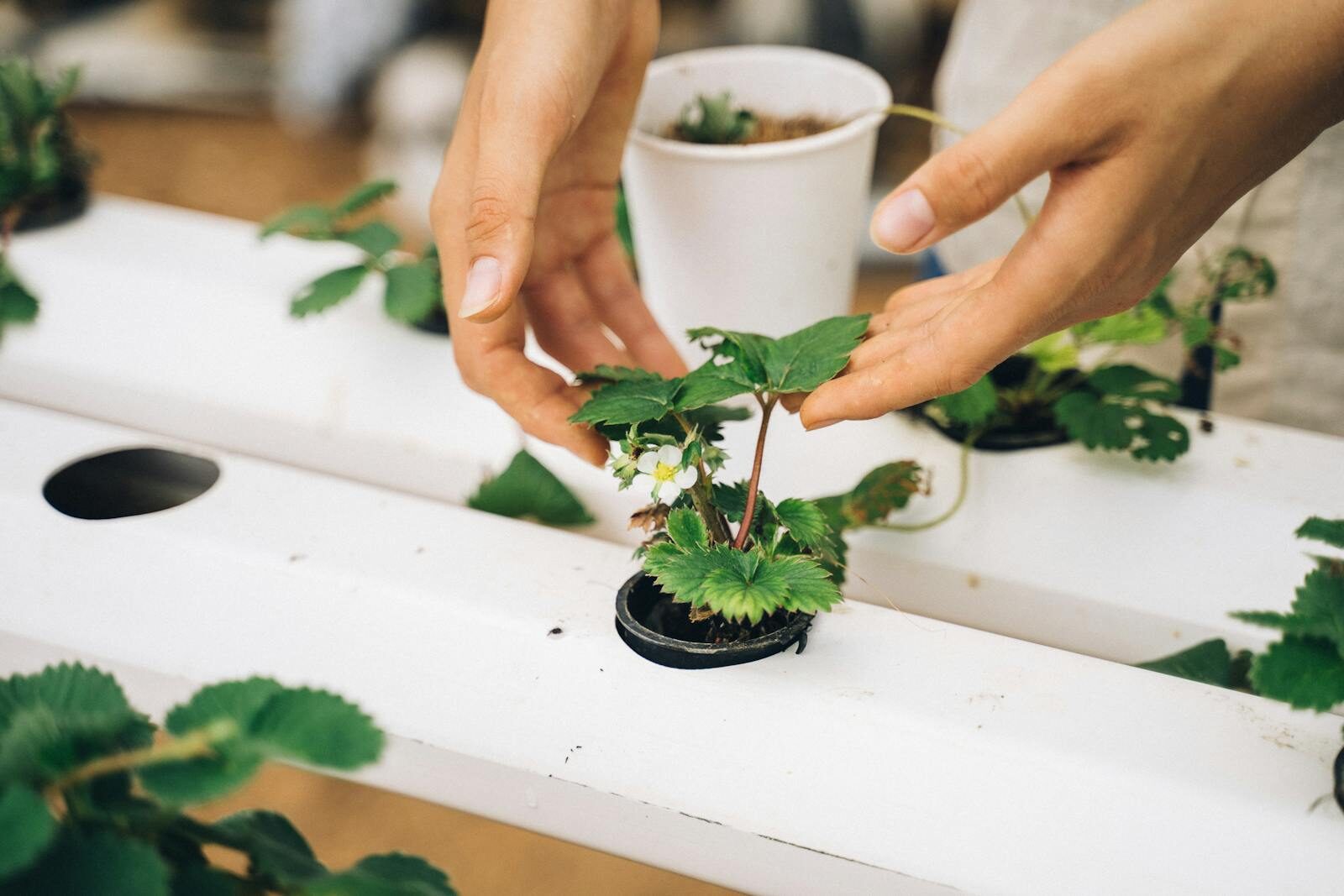 Hands tending a strawberry plant in a hydroponic system showing nutrient management