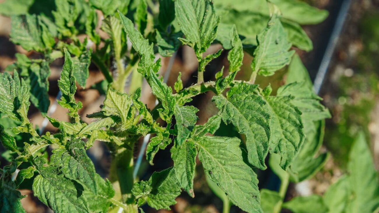 Green tomato leaves in sunlight indicating plant health and possible stress”