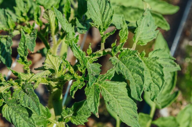 How to Tell if Your Plants Are Stressed: A DIY Guide.