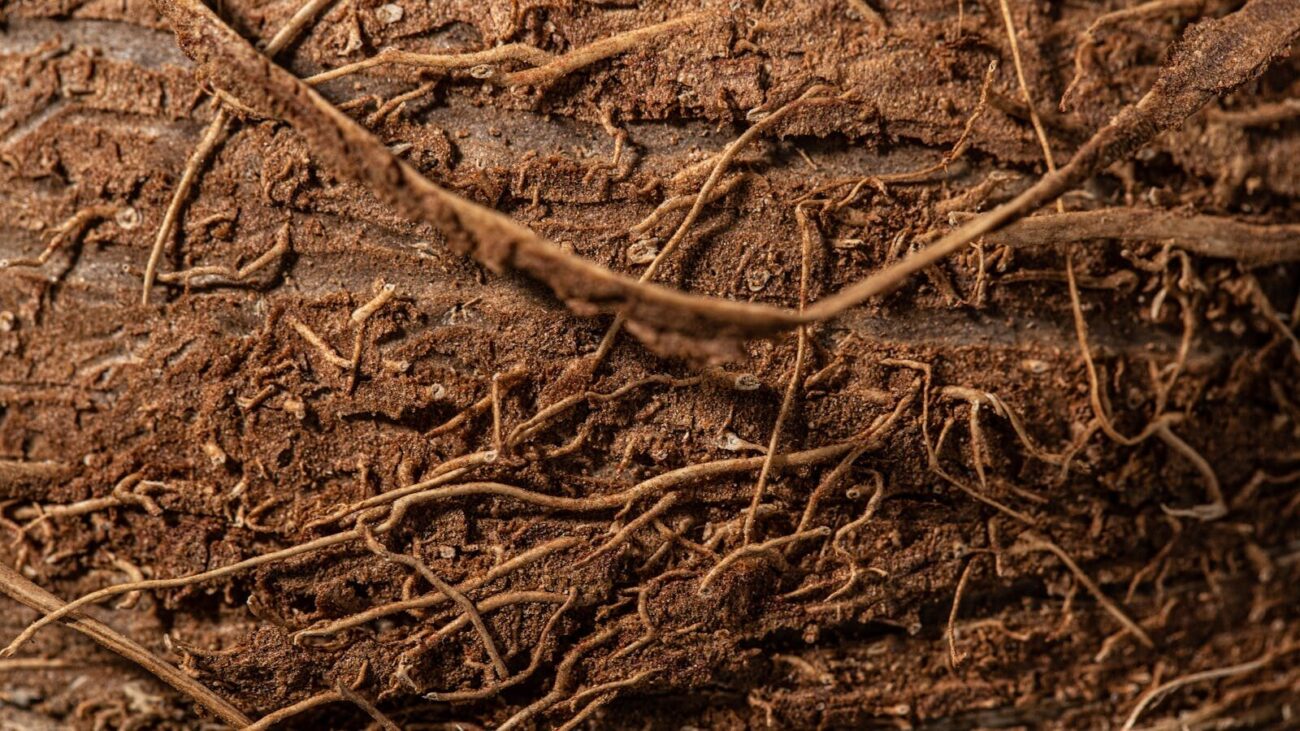 Close-up of plant roots and soil showing underground root network