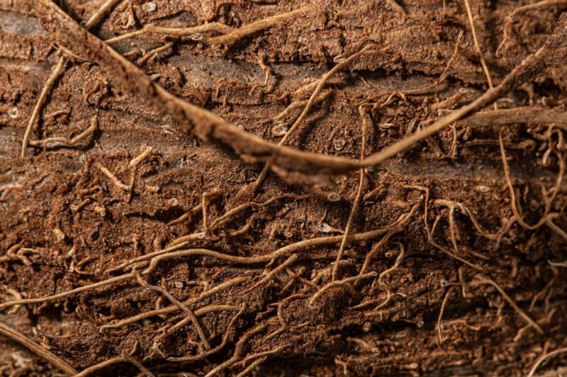 Mycorrhizal Fungi: The Underground Network That Feeds Your Plants
