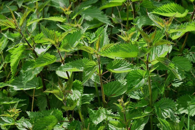 I’ve Been Watching Herbs Disappear. What It Taught Me About Plants and Ecosystems