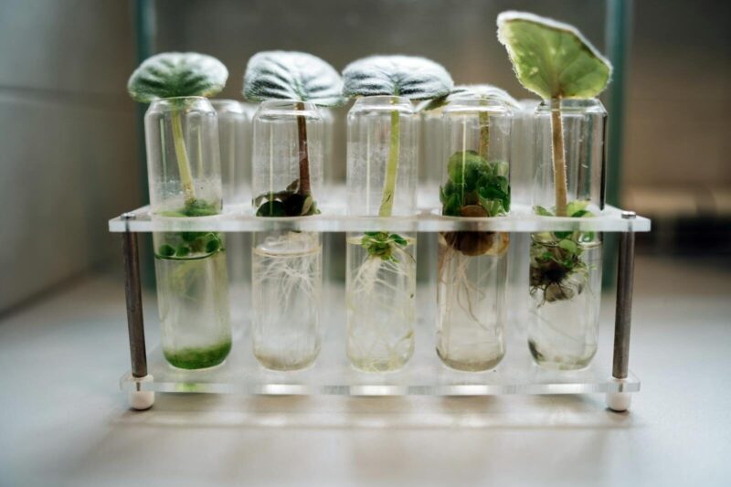Nutrients, pH, and Ion Dynamics: Lab Insights for Plants