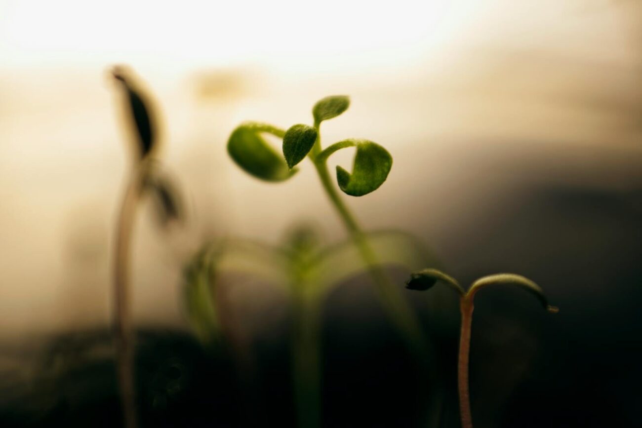 Small plant seedlings growing under different colored lights as part of a plant light experiment at home