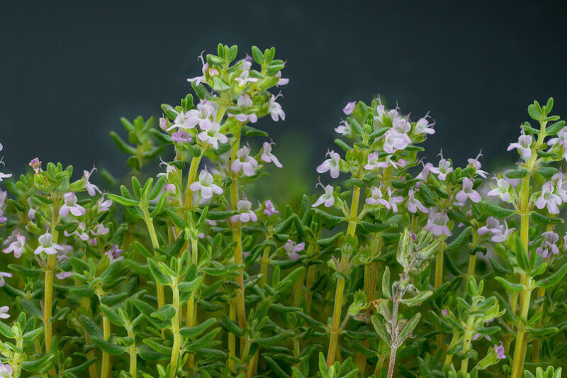 Thyme (Thymus vulgaris): How to Grow It, Harvest It, and Keep It Thriving