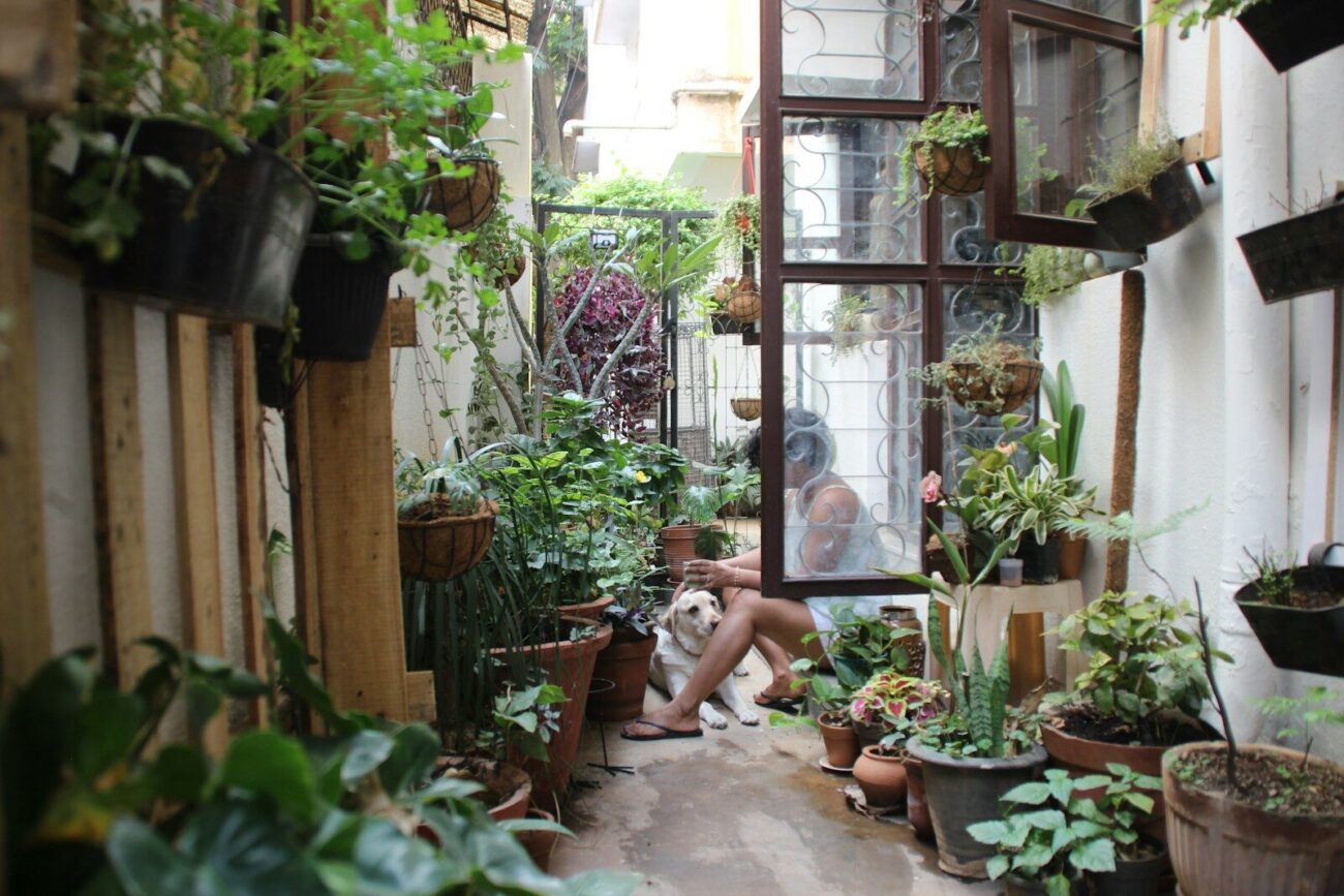 Green potted plant in a clay pot used for indoor gardening