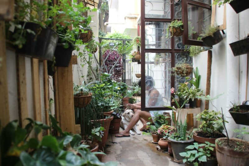 How to Grow a Garden Indoors.