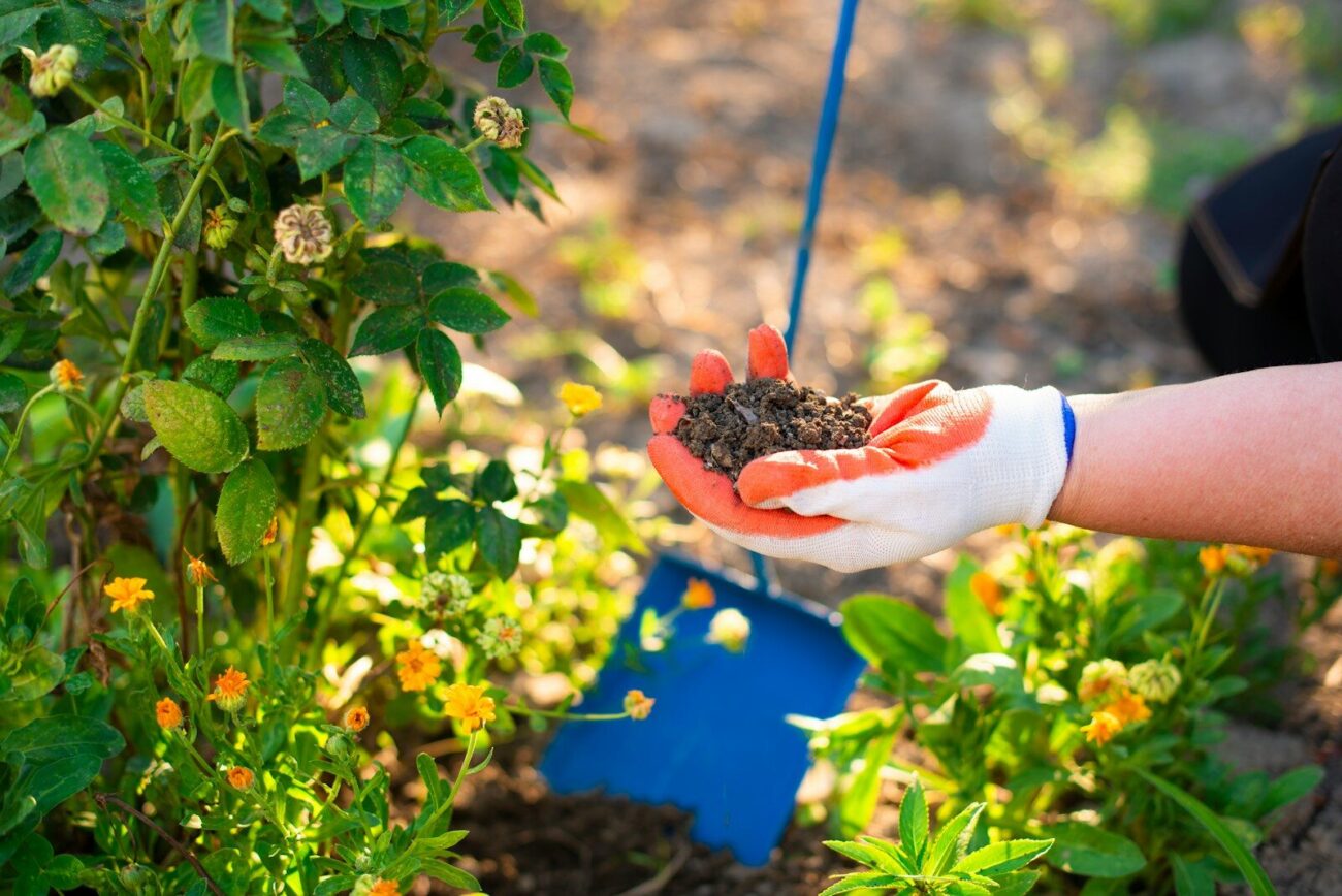 A gloved hand holding dark garden soil collected for soil testing with flowering plants and a garden trowel visible in the background