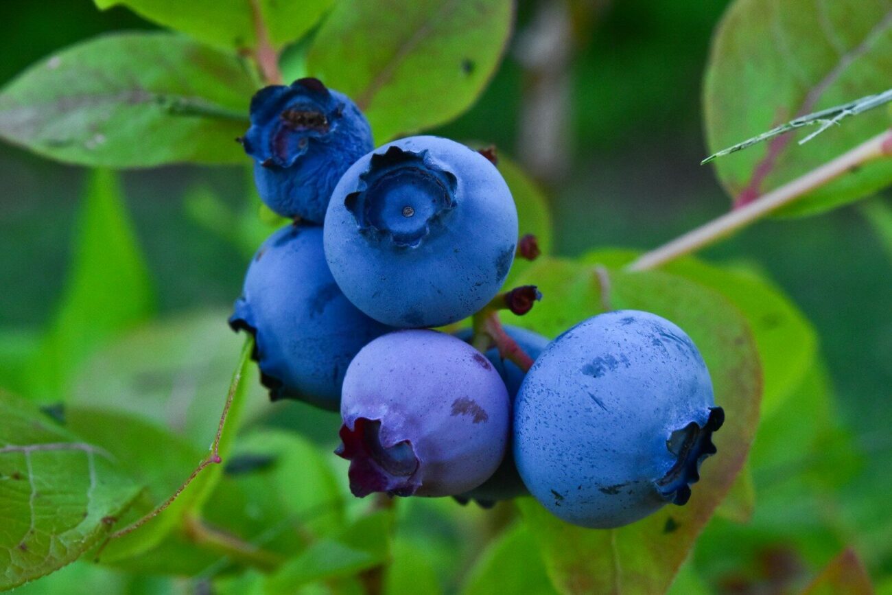 Blueberries growing on a shrub with green leaves during the fruiting stage