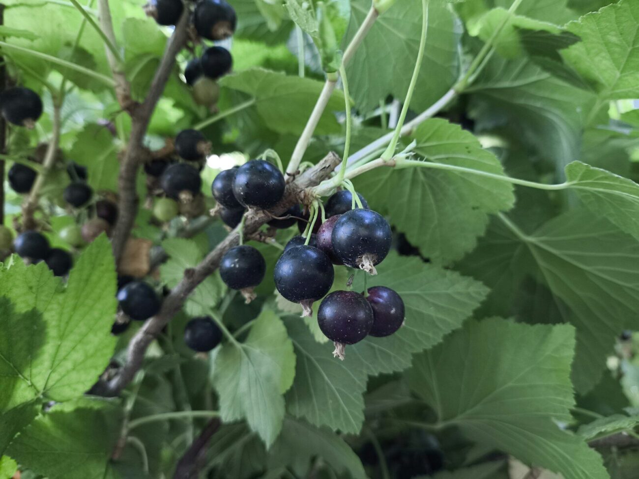 Clusters of ripe blackcurrant berries on woody stems surrounded by green leaves in a garden