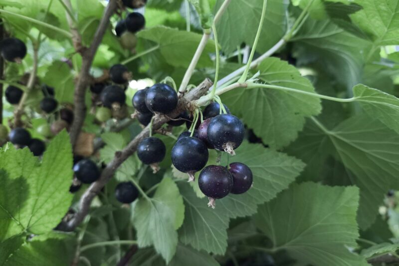 How to Grow Blackcurrants (Ribes nigrum): Complete Guide