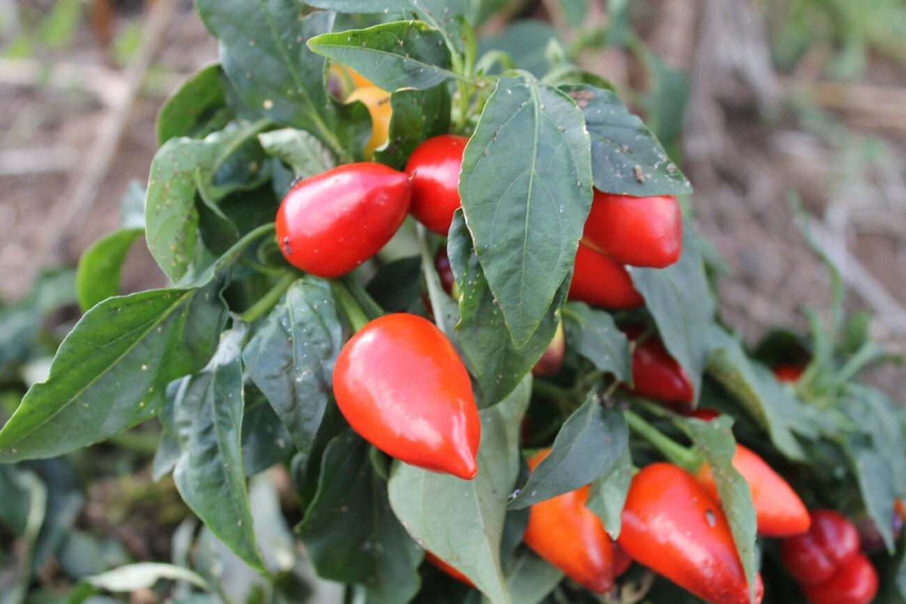Red peppers growing on a pepper plant in the garden during the fruiting stage