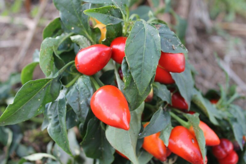 How to Grow Peppers (Capsicum spp.): A Practical Guide for Home Gardeners