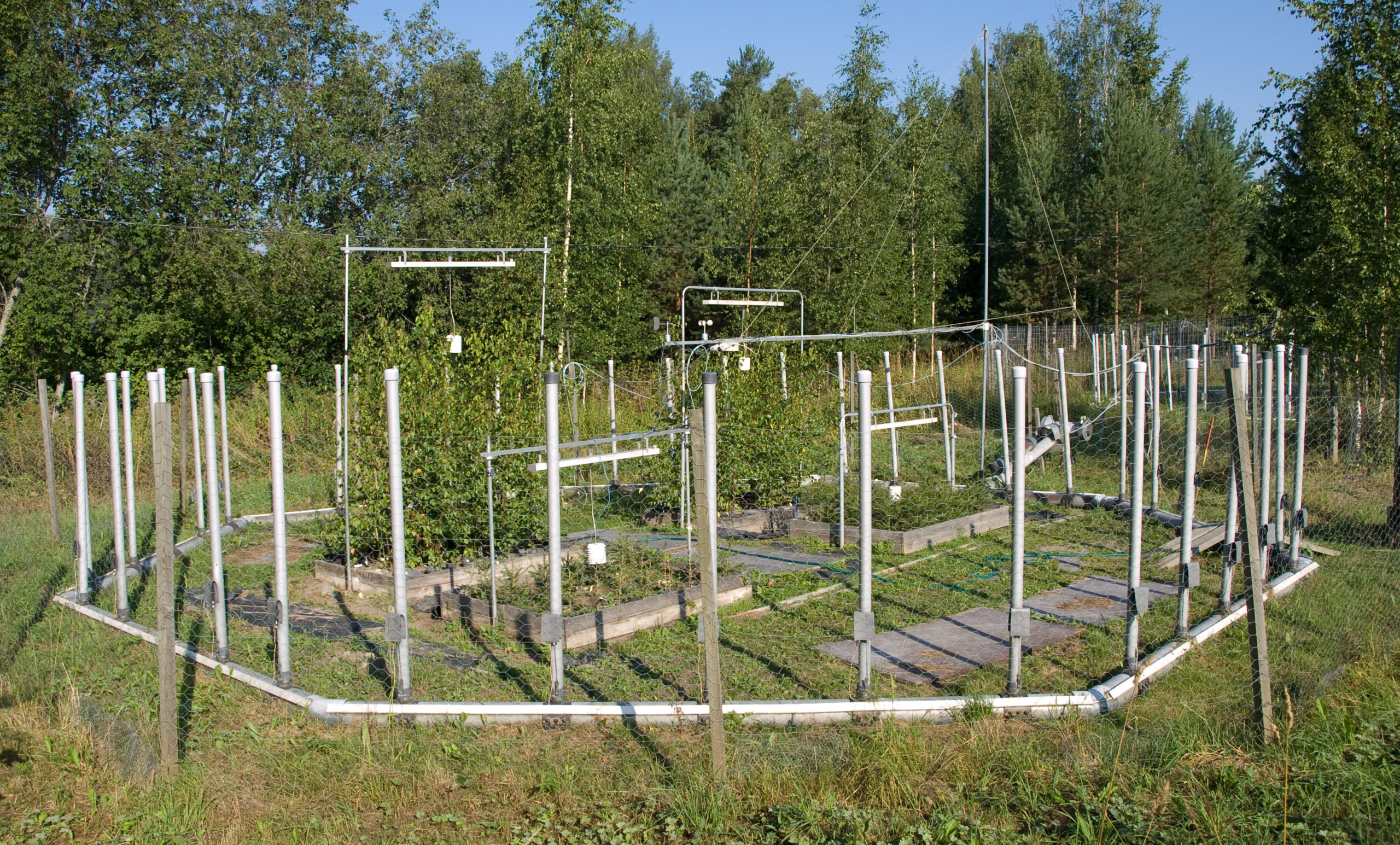 Silver Birch saplings in experimental pots under an infrared heater used to simulate climate warming during field research on plant growth and stress responses