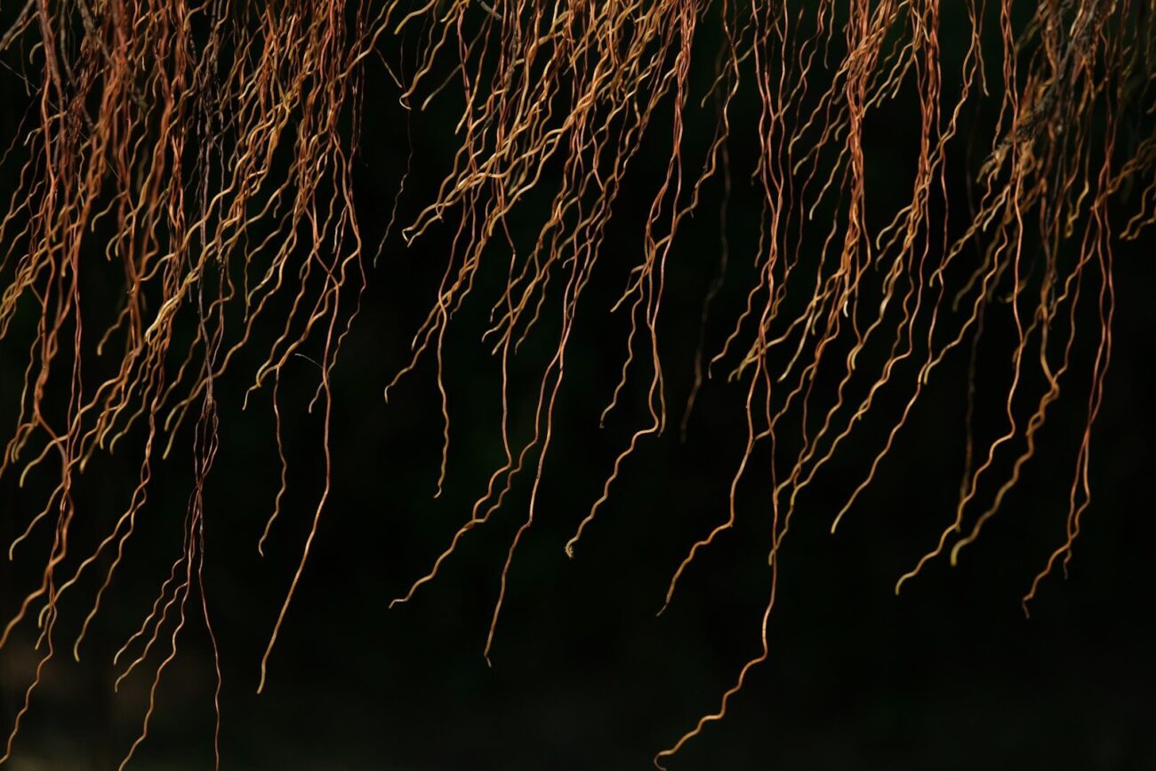Close-up of plant roots showing fine root structure where nitrogen-fixing bacteria colonize