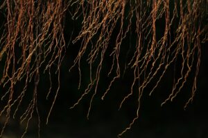 Close-up of plant roots showing fine root structure where nitrogen-fixing bacteria colonize