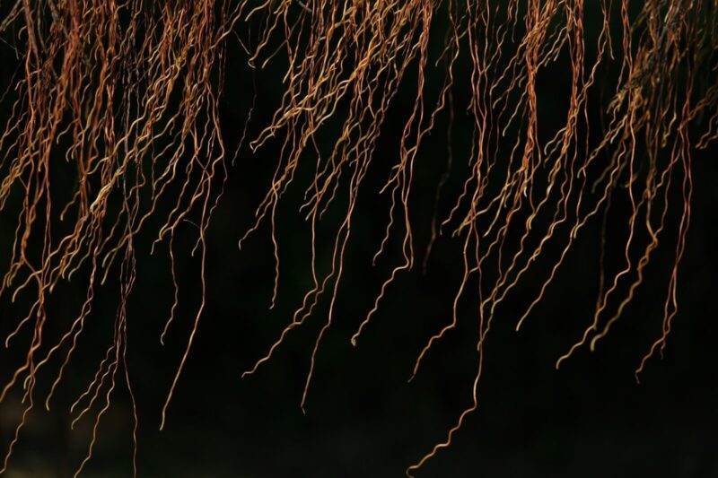 How Bacteria Fix Nitrogen in Soil (And Why Every Gardener Should Care)