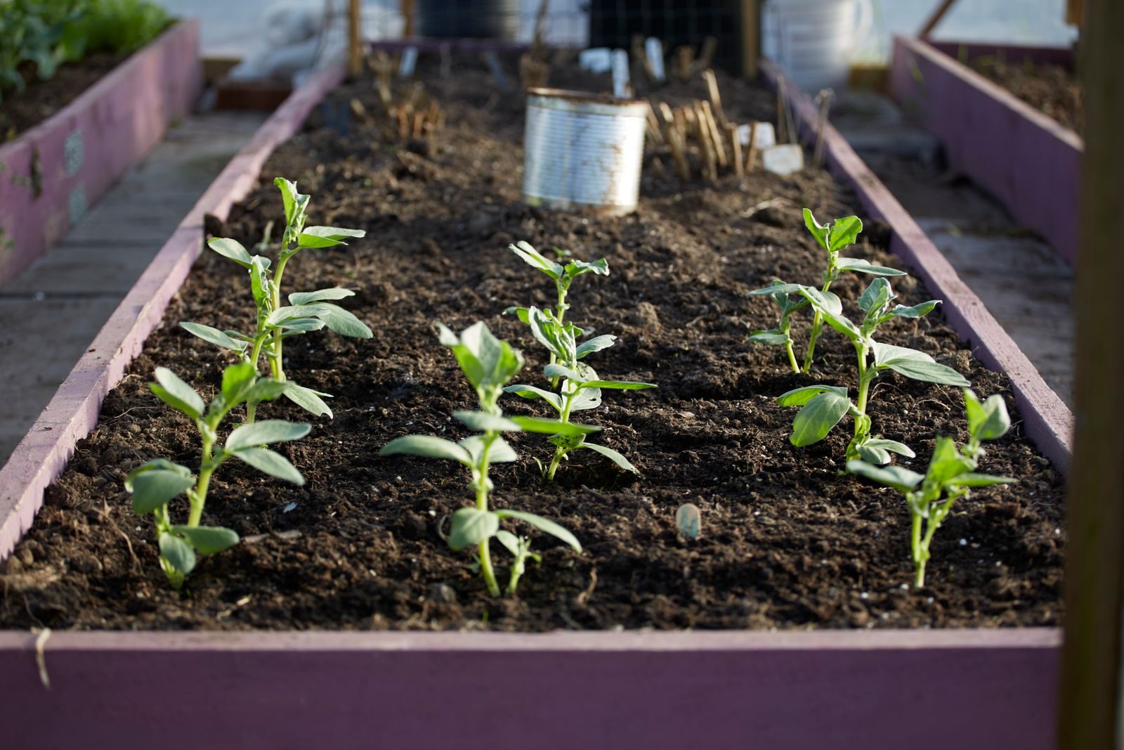 Young seedlings growing in a raised garden bed with dark rich soil showing plants established directly in a no-dig bed
