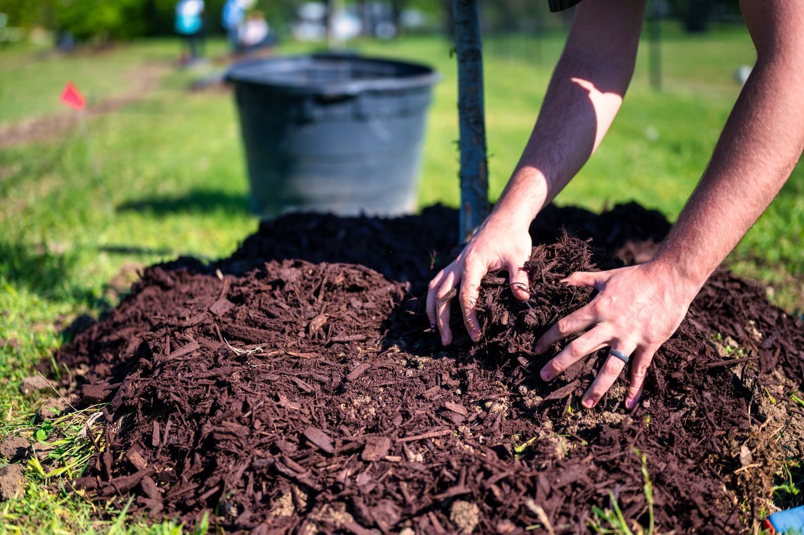 Two hands spreading dark wood chip mulch around a young tree base showing surface mulching technique for no-till soil management