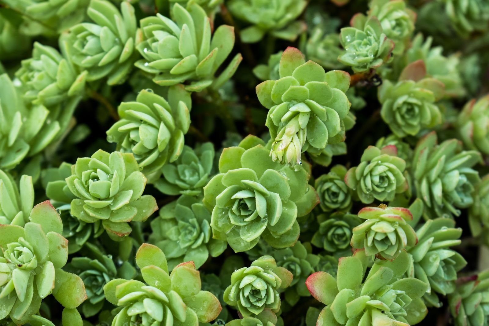 Dense mat of sedum rosettes showing thick fleshy water-storing leaves and tight rosette architecture that channels rainfall toward the root zone making it a genuinely drought tolerant succulent