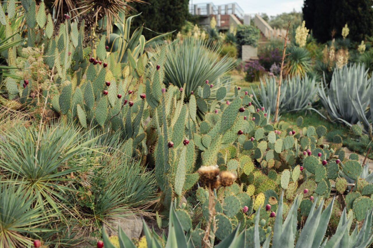 A thriving drought tolerant garden with prickly pear cactus agave yucca and succulents showing genuinely drought adapted plants flourishing in dry conditions