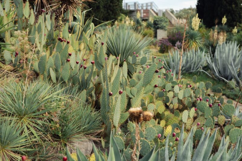 Why Some Plants Survive Drought and Others Die: The Biology Every Gardener Should Know.