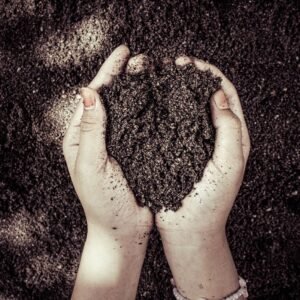 Two hands holding rich dark garden soil showing the organic matter and texture of healthy undisturbed soil
