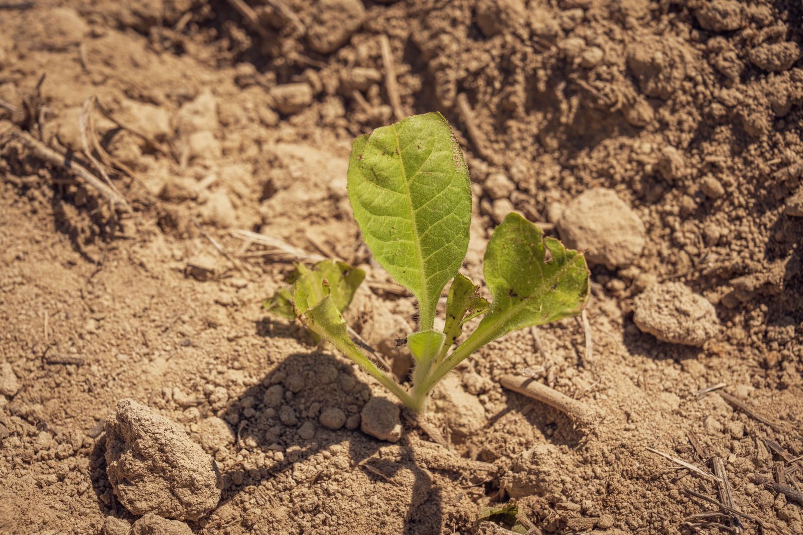 A young plant with broad green leaves struggling to survive in very dry cracked dusty soil showing early drought stress conditions