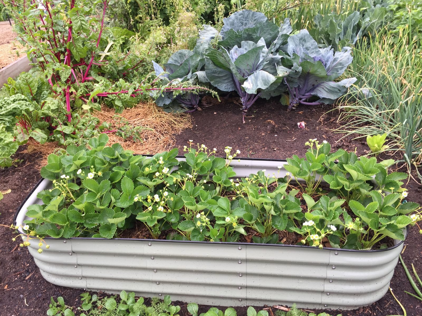 A productive vegetable garden with metal raised bed growing strawberries cabbage Swiss chard and onions showing thriving no-till garden results with straw mulch visible between plants