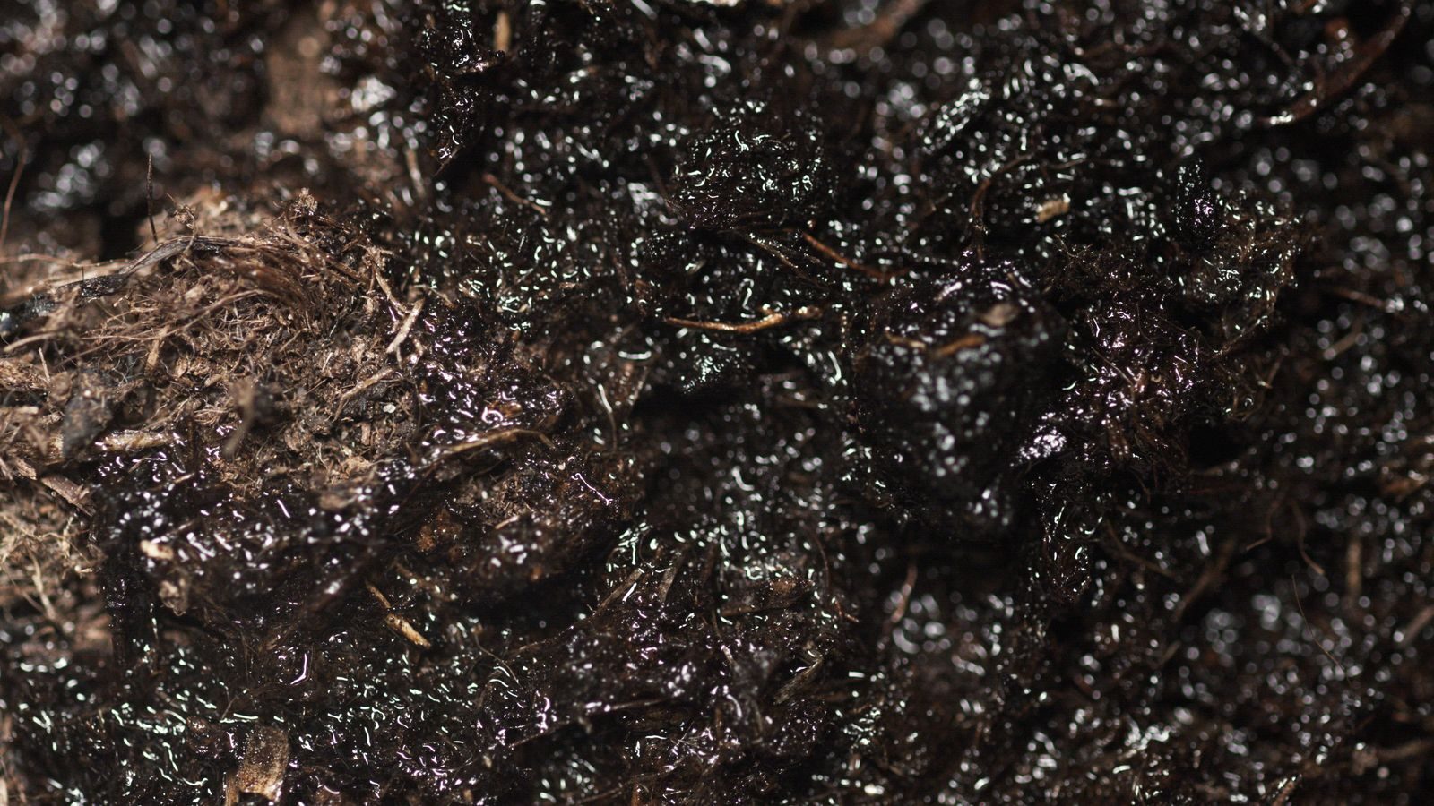 close-up-healthy-undisturbed-soil-organic-matter-no-till Extreme close up of dark moist healthy soil showing organic matter fibres root threads and biological complexity of undisturbed garden soil