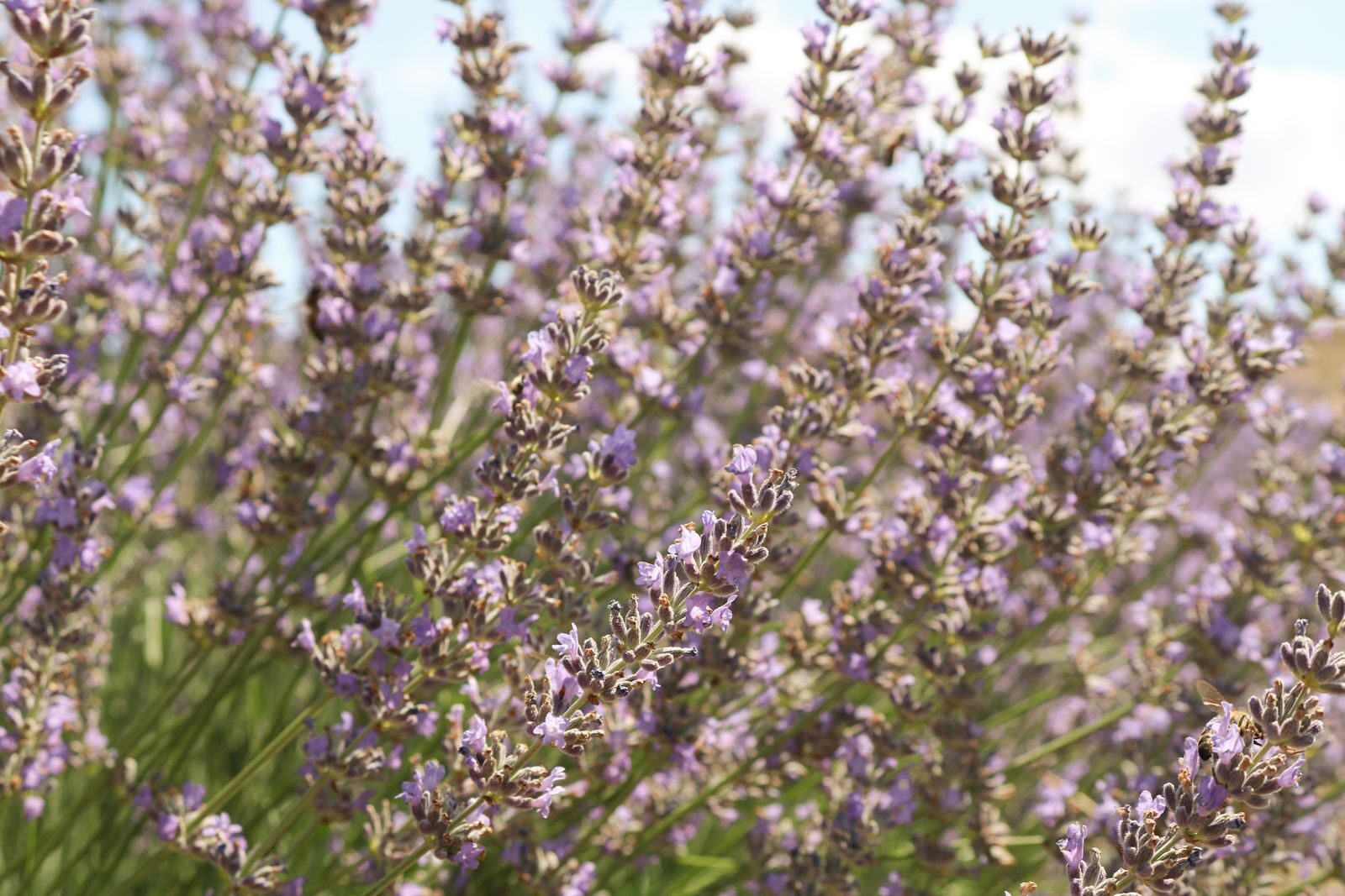 Lavender in full bloom showing narrow grey-green leaves and fine silvery hair-like trichomes that reduce water loss and reflect heat making it one of the most drought tolerant garden plants