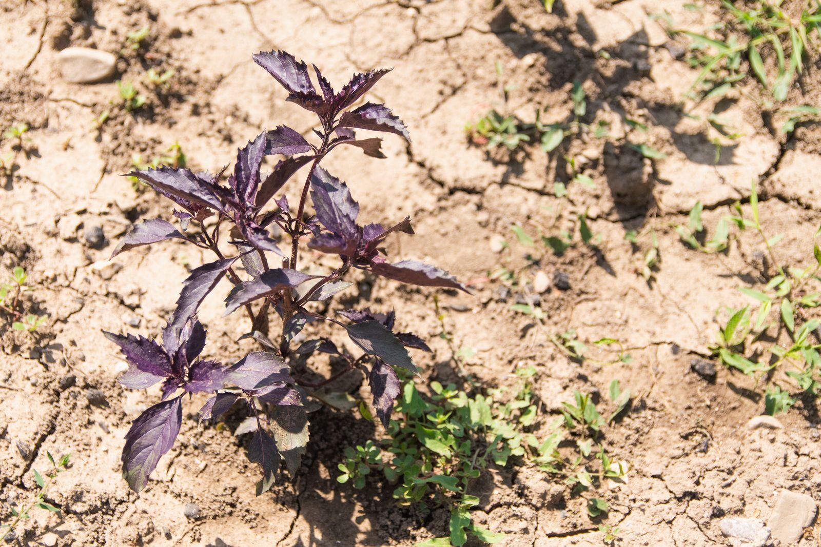 A purple basil plant growing in dry cracked soil showing a garden plant surviving in drought conditions with visible soil moisture stress around it