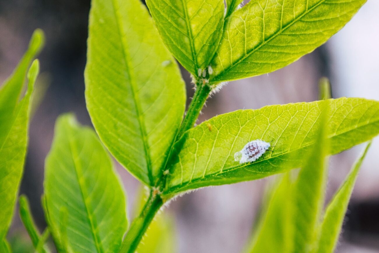 A white mealybug on the leaf of a green houseplant
