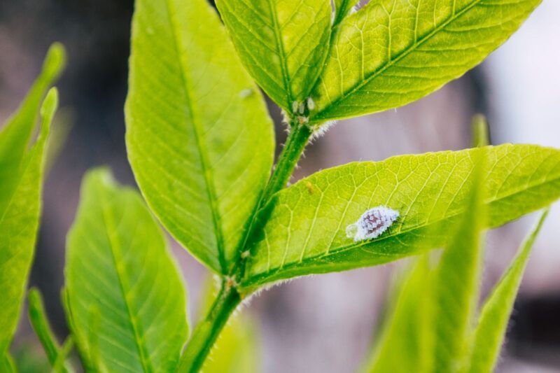Mealybugs on Plants: How I Get Rid of Them for Good