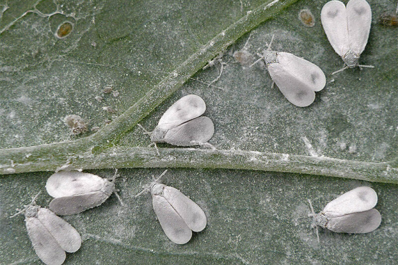 Whitefly on Plants: Why the Cloud You See Is Not the Problem