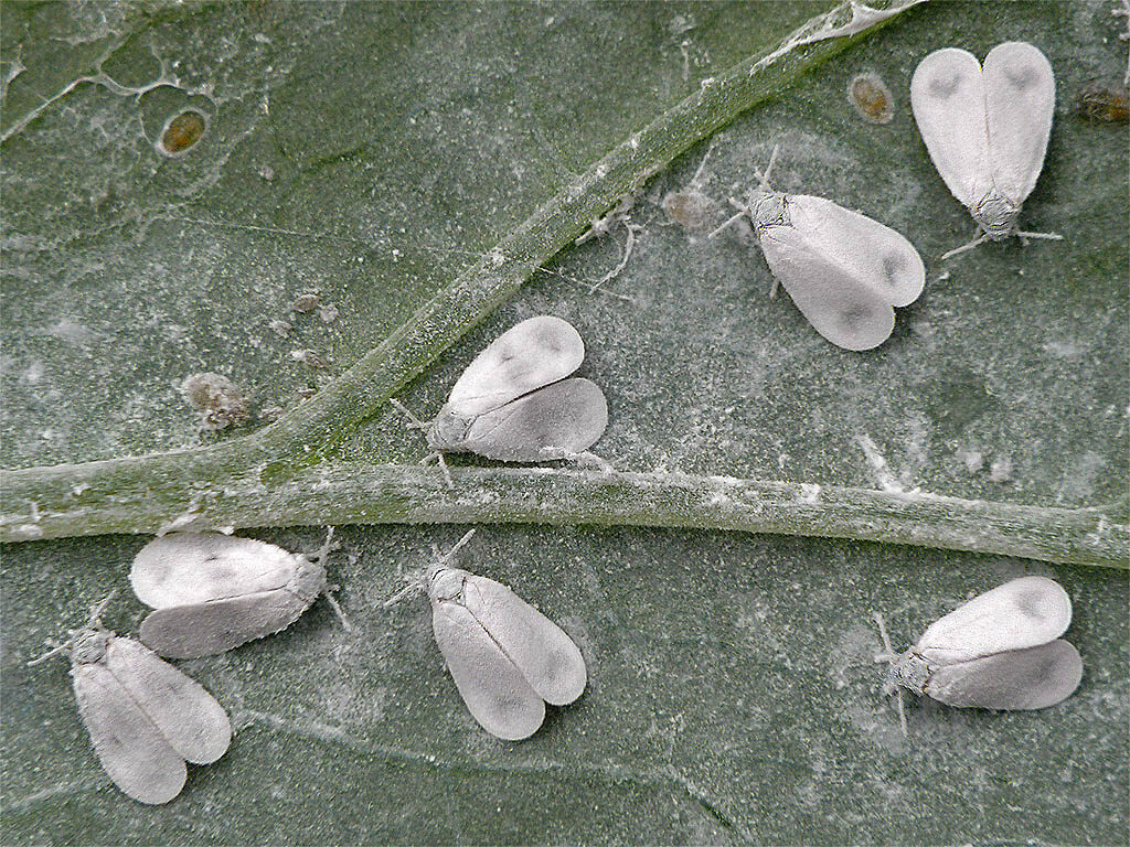 Whitefly adults resting on the underside of a green leaf