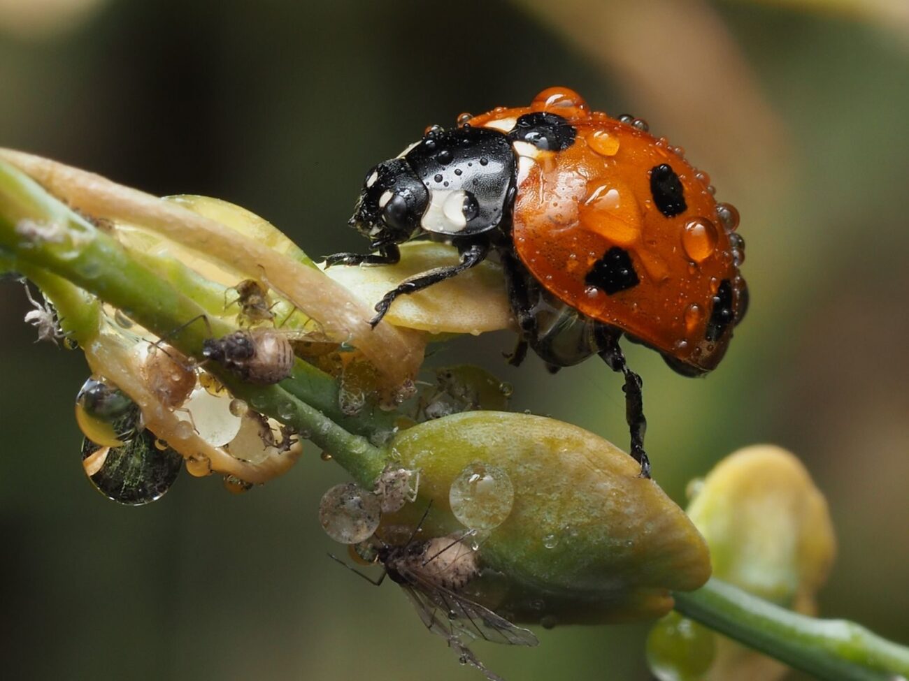 A ladybird on a plant stem beside a cluster of aphids