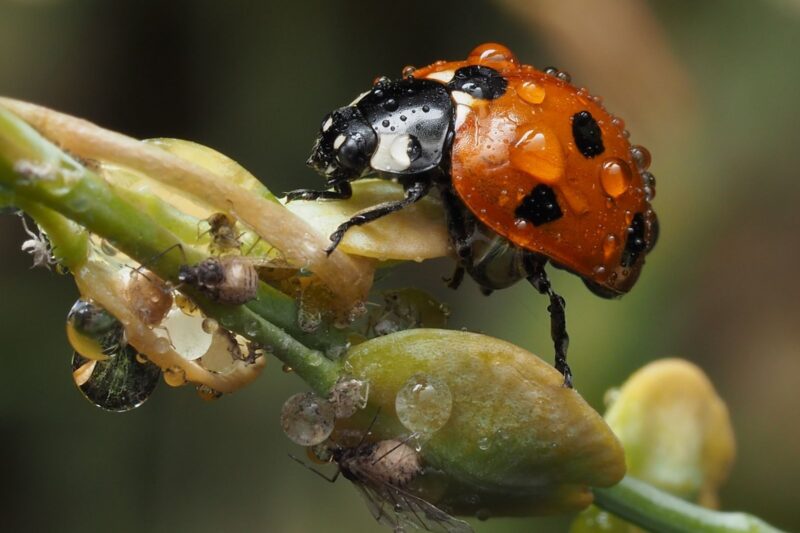 Aphids on Plants: What They Do and How I Get Rid of Them