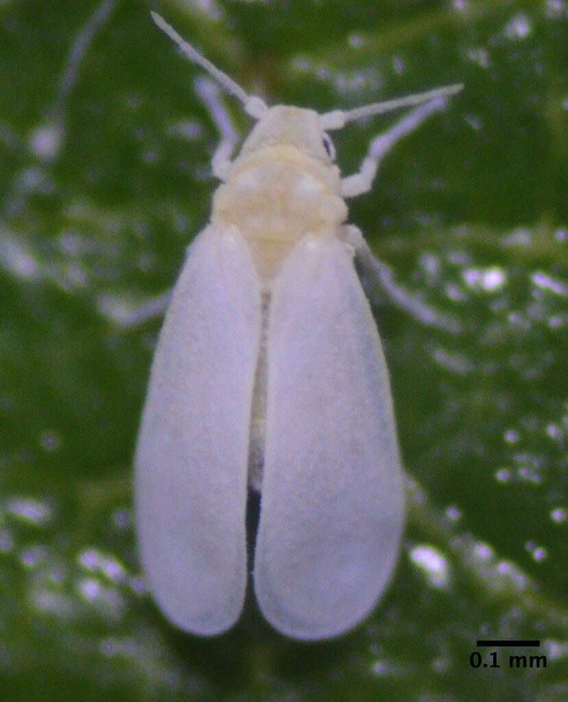 Close-up of a single greenhouse whitefly (Trialeurodes vaporariorum) adult on a leaf
