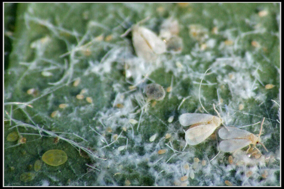 Greenhouse whitefly (Trialeurodes vaporariorum) adults and flat nymphs on the underside of a green leaf