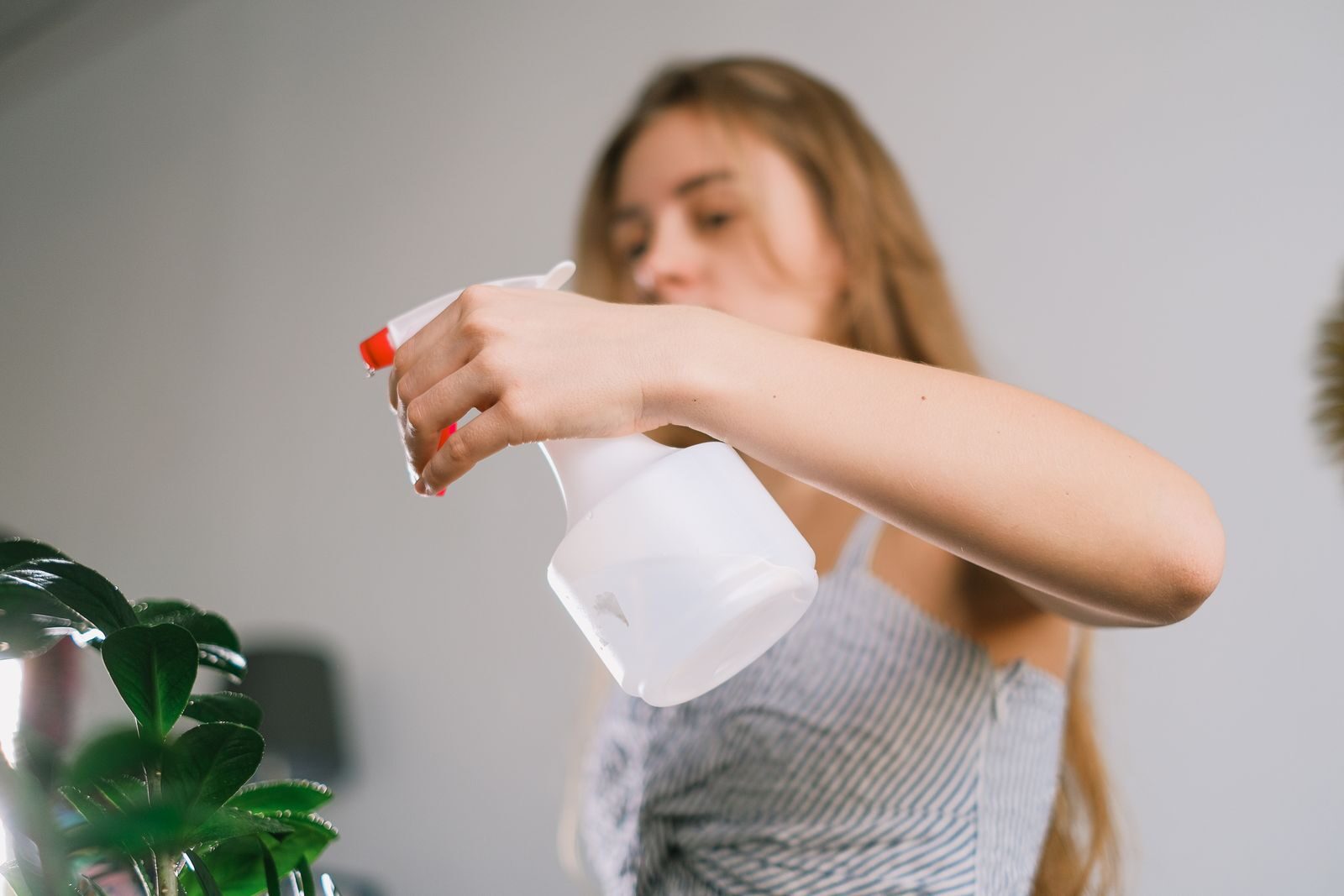 Spraying a houseplant with a soap solution to treat scale insects