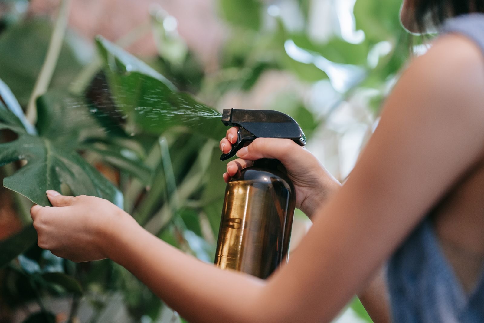 Spraying a houseplant with a soap and alcohol mix to treat mealybugs