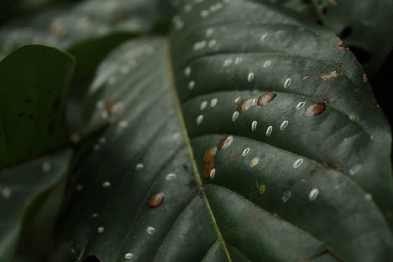 White and brown scale insects attached to the underside of a dark green leaf