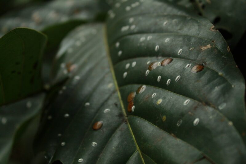 Scale Insects on Plants: How I Finally Get Rid of Them