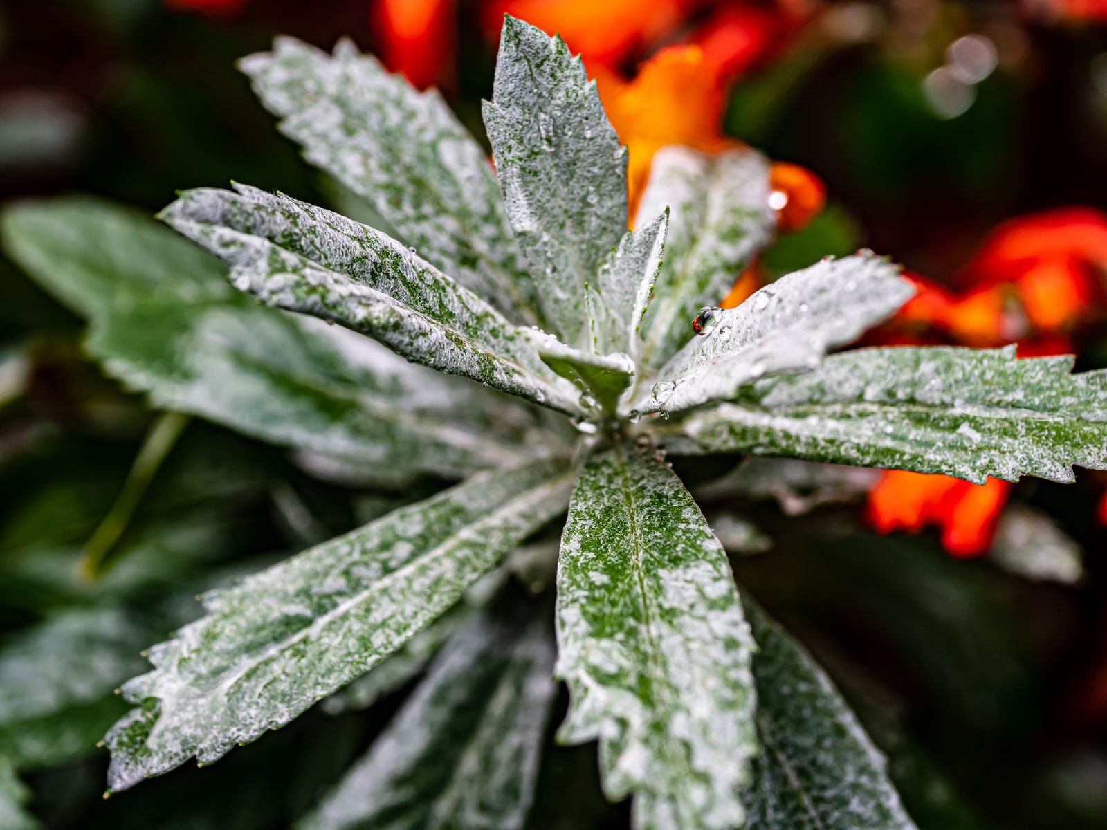 A plant with leaves coated in white powdery mildew