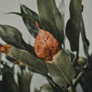 A houseplant with one brown withered leaf among healthy green leaves
