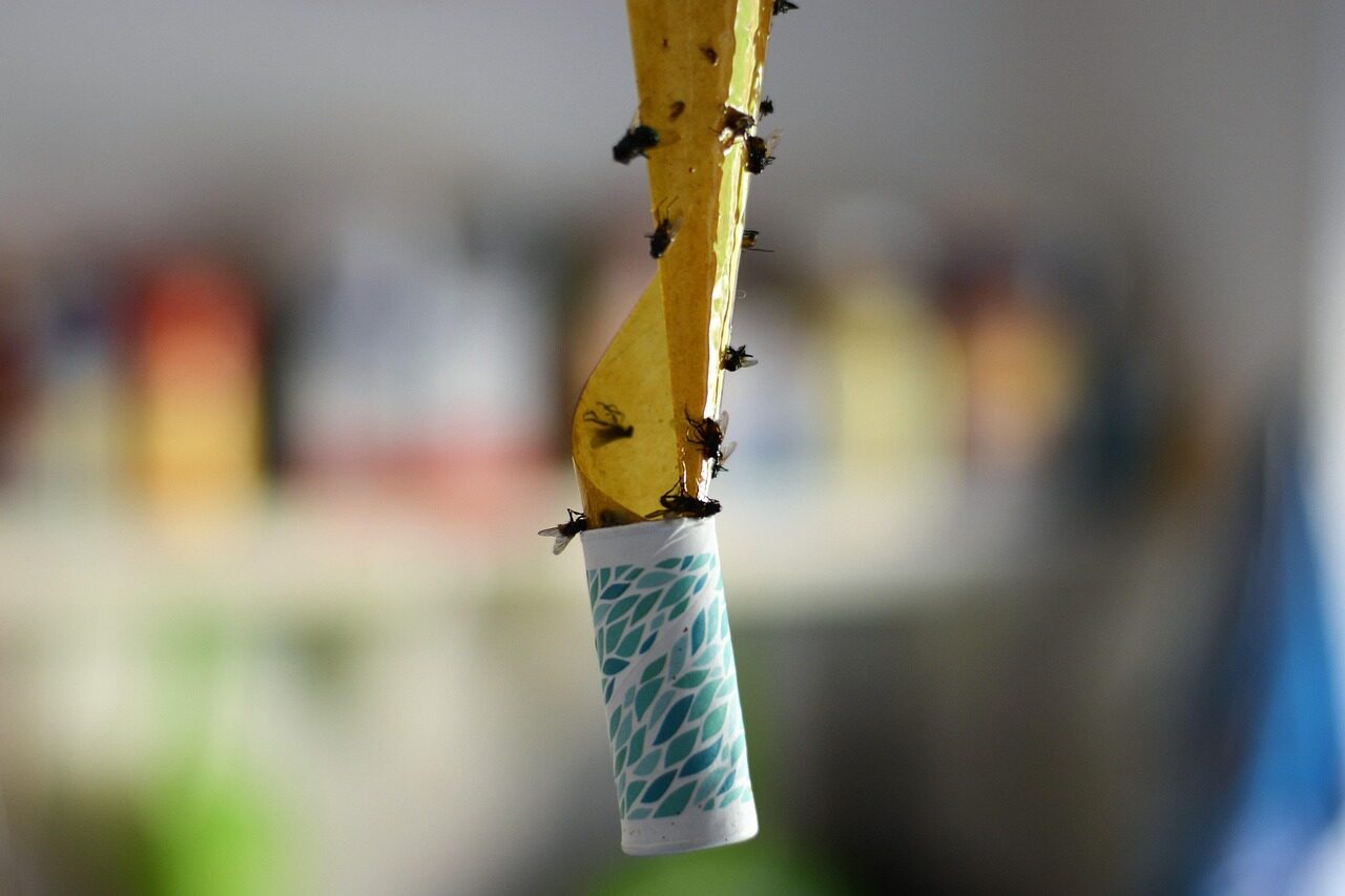 Small flying insects caught on a hanging sticky trap