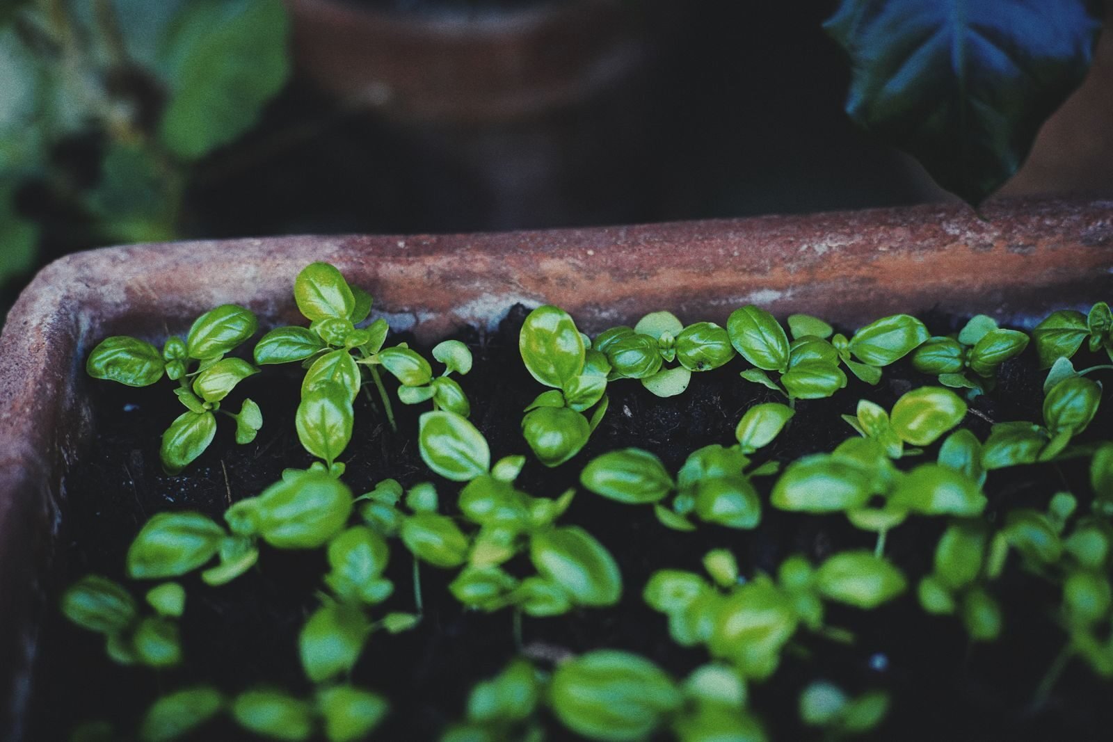 Fresh herbs growing in pots