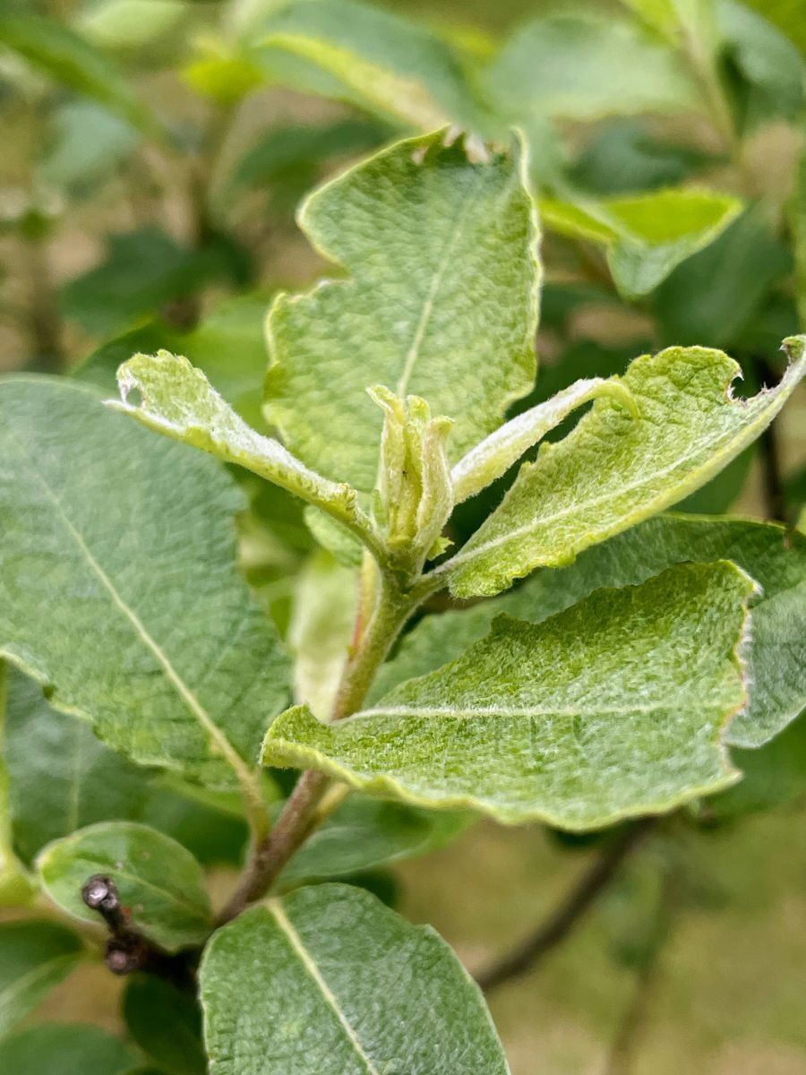 Silvery discolouration and distorted new growth from thrips feeding on a plant tip